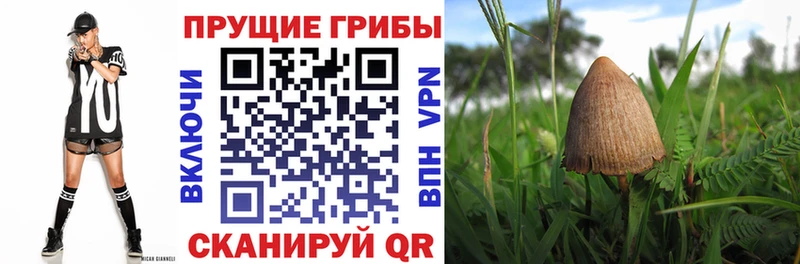 Псилоцибиновые грибы Cubensis  Щёлково 